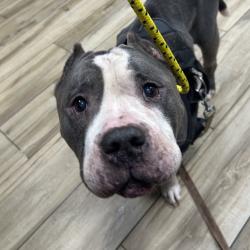 Shelter Stray Male Dog last seen , 124 Evergreen Ave, Newark, NJ 07114, USA