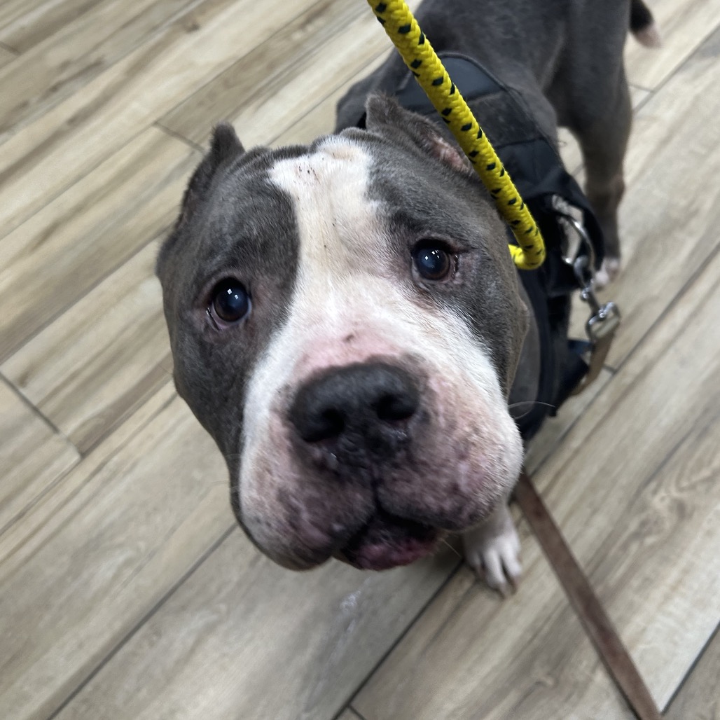 Shelter Stray Male Dog last seen , 124 Evergreen Ave, Newark, NJ 07114, USA