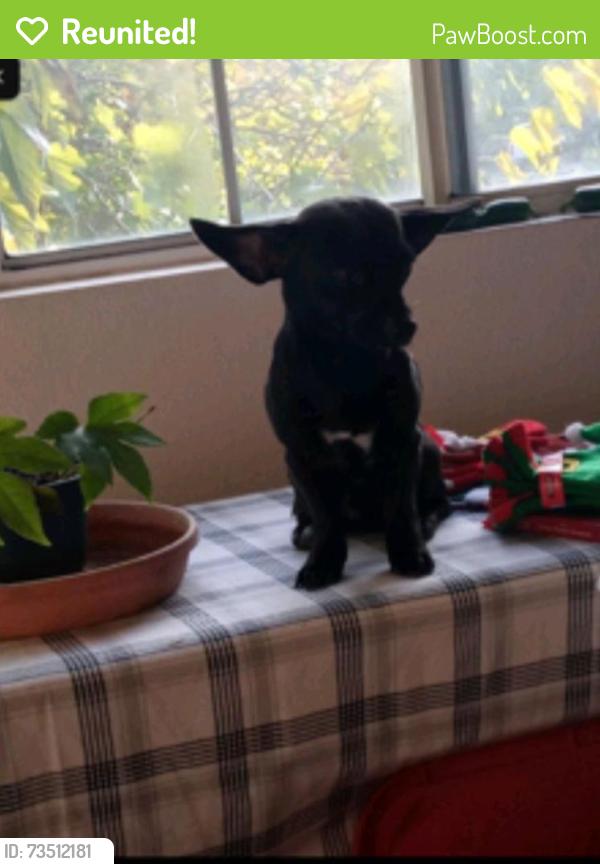 Reunited Male Dog last seen Howe Ave, Sacramento, CA, USA, Sacramento, CA 95825