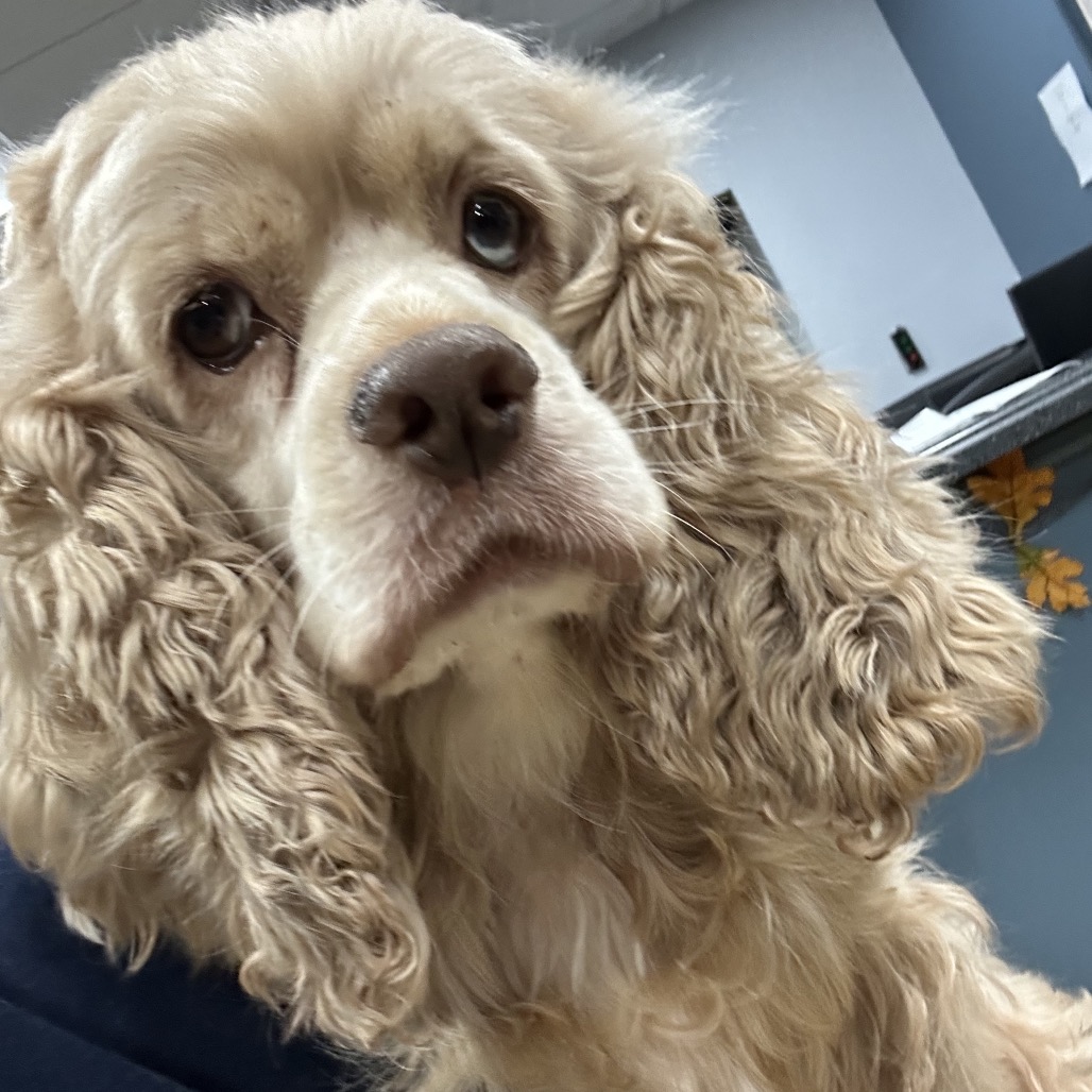 Shelter Stray Unknown Dog last seen , 124 Evergreen Ave, Newark, NJ 07114, USA