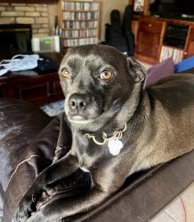 Lost Female Dog last seen Silver Springs Drive, Chula Vista, CA 91915