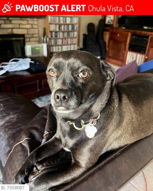 Lost Female Dog last seen Silver Springs Drive, Chula Vista, CA 91915