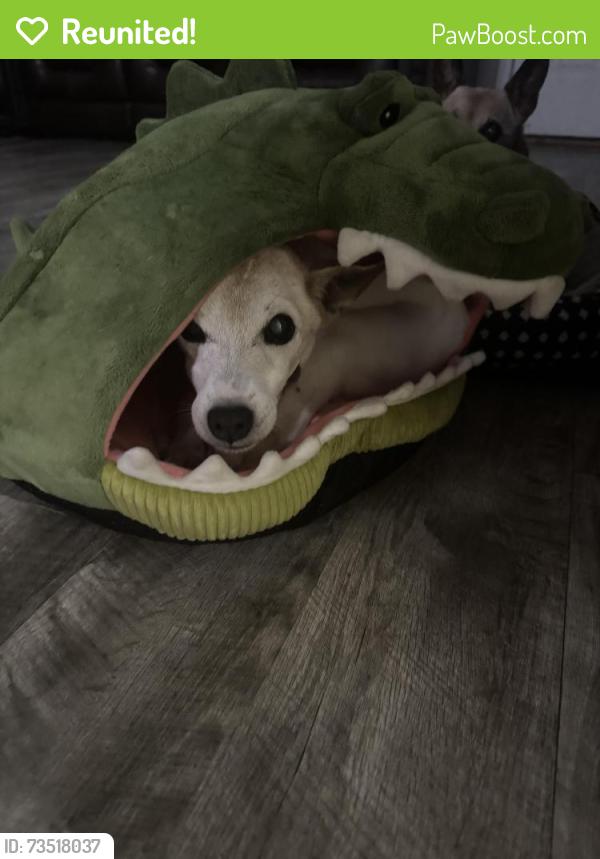 Reunited Female Dog last seen Olive rd / 9th ave, Ferry Pass, FL 32514