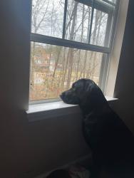 Reunited Male Dog last seen Near Alcovy Way, Covington, GA 30014