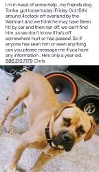 Lost Male Dog last seen Overland and vernille by the walmart, Boise, ID 83709