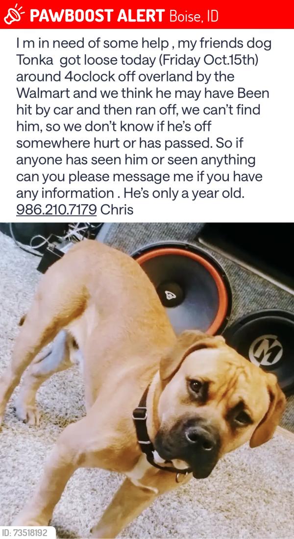 Lost Male Dog last seen Overland and vernille by the walmart, Boise, ID 83709