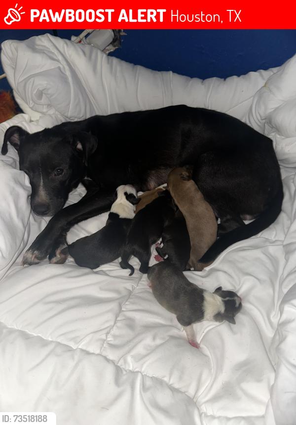 Lost Female Dog last seen Laredo street 77015, Houston, TX 77015
