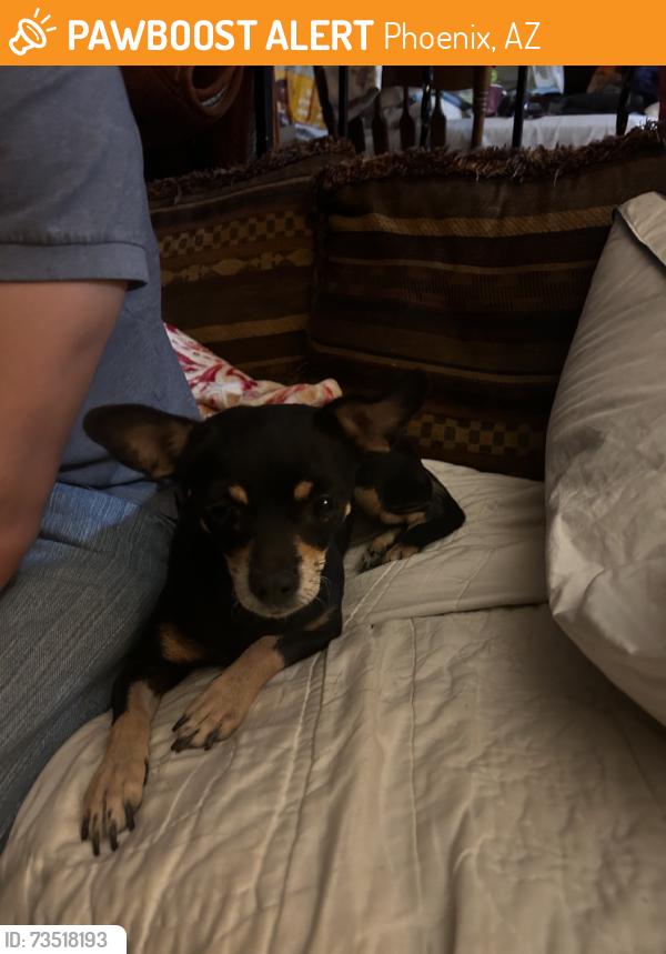 Found/Stray Female Dog last seen 43rd yucca, Phoenix, AZ 85304