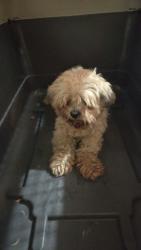 Reunited Unknown Dog last seen Bryan Rd Mission, Mission, TX 78572