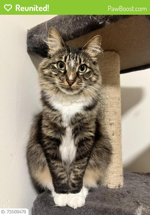 Reunited Female Cat last seen Delano Ave and Geneva Ave, San Francisco, CA 94112