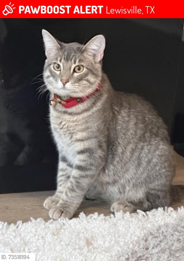 Lost Male Cat last seen Hebron, Lewisville, TX 75056