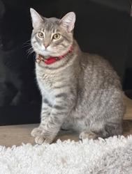 Lost Male Cat last seen Hebron, Lewisville, TX 75056
