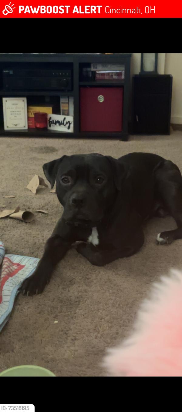 Lost Male Dog last seen Harrison Ave, Cincinnati, OH 45211