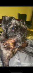 Lost Male Dog last seen Bretling villiage, Jenks, OK 74037
