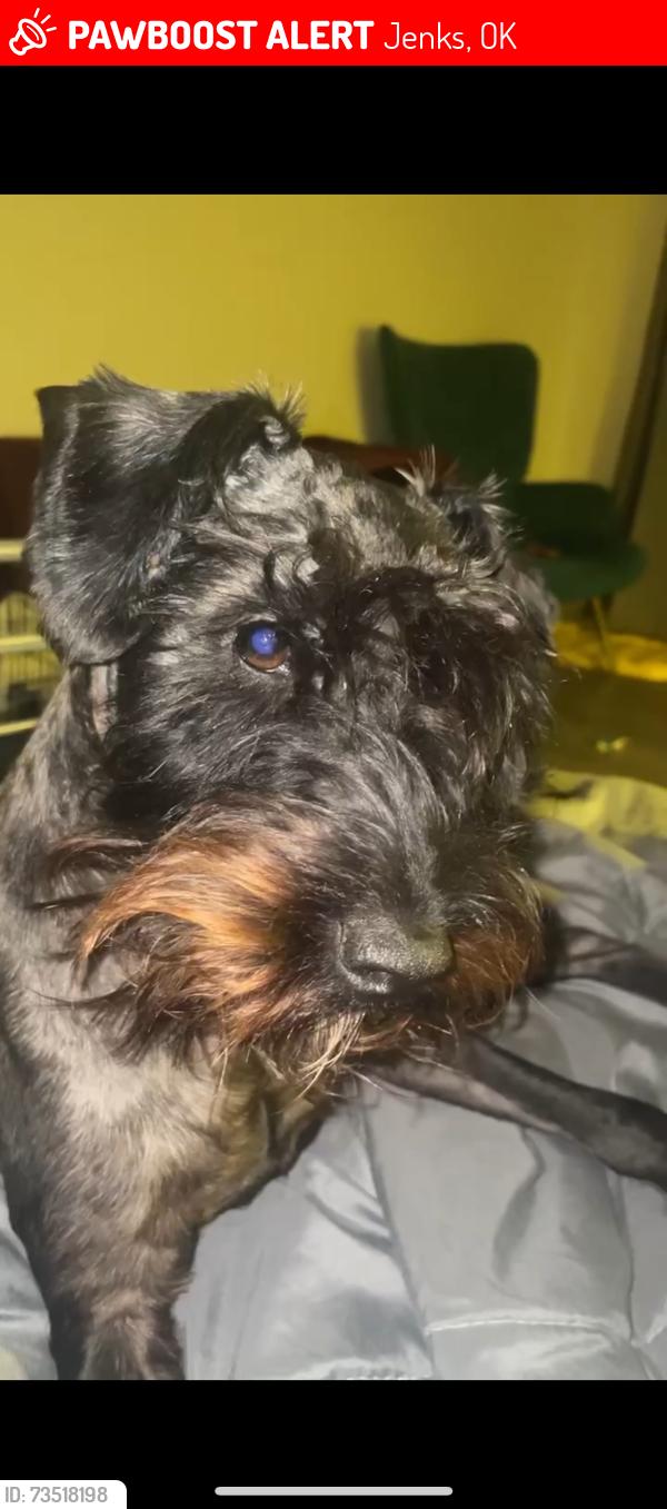 Lost Male Dog last seen Bretling villiage, Jenks, OK 74037
