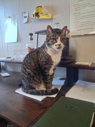 Lost Female Cat last seen Doordashing around Cincy.. unsure where she got out. Noticed she was missing at Meijer near Norwood and had just come from Kroger on Short Vine and Burnett Park and Hopple St Wendy's, Cincinnati, OH 45223