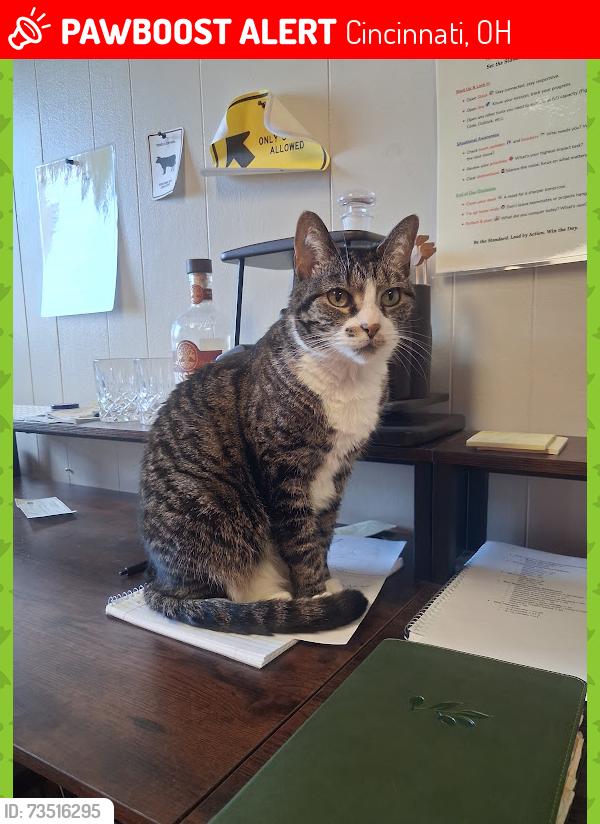 Lost Female Cat last seen Doordashing around Cincy.. unsure where she got out. Noticed she was missing at Meijer near Norwood and had just come from Kroger on Short Vine and Burnett Park and Hopple St Wendy's, Cincinnati, OH 45223