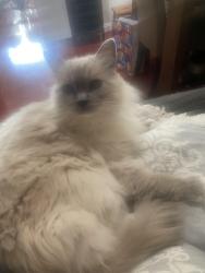 Lost Male Cat last seen Columbine and Fawn Glen, Irvine, CA 92604
