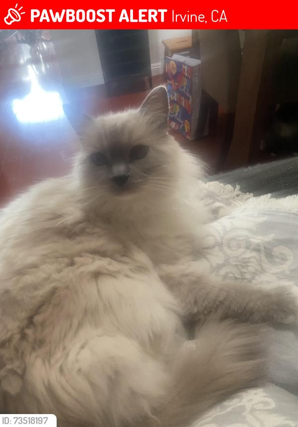 Lost Male Cat last seen Columbine and Fawn Glen, Irvine, CA 92604