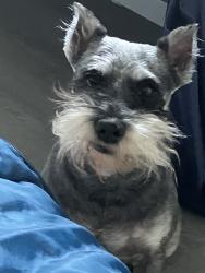 Lost Female Dog last seen Bretling villiage homes, Jenks, OK 74037
