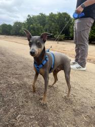 Lost Male Dog last seen Moreno Beach Dr & Cactus Ave, Moreno Valley, CA 92555