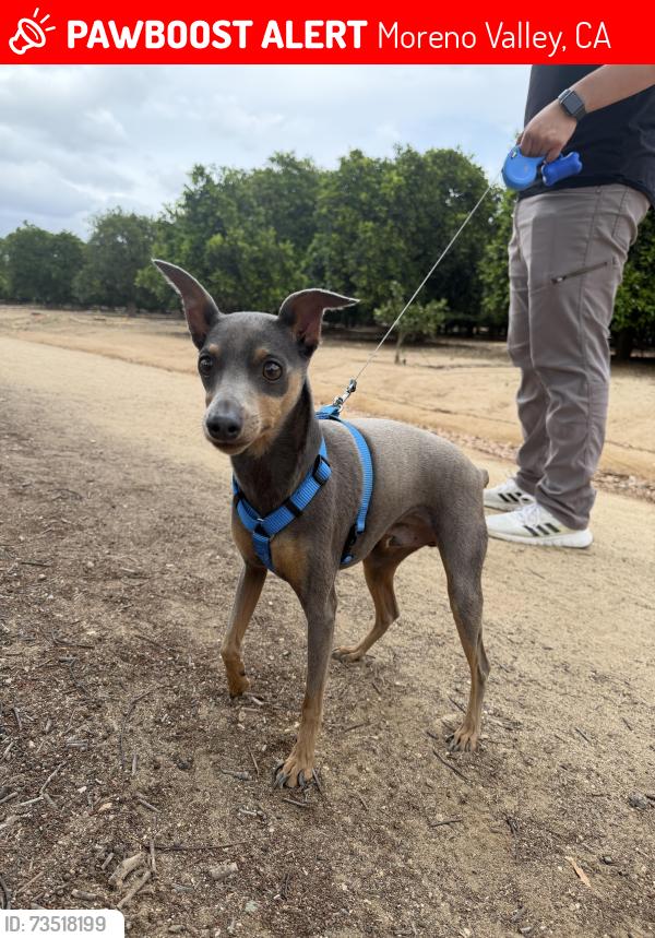 Lost Male Dog last seen Moreno Beach Dr & Cactus Ave, Moreno Valley, CA 92555