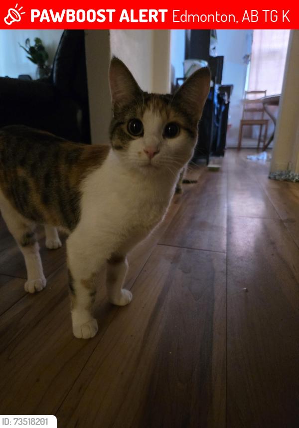 Lost Female Cat last seen Mckernan, Edmonton, AB T6G 0K2