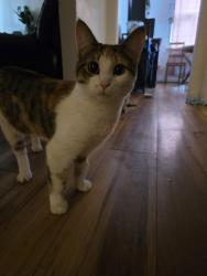 Lost Female Cat last seen Mckernan, Edmonton, AB T6G 0K2