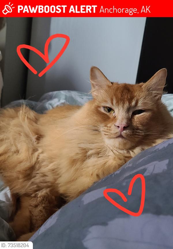 Lost Male Cat last seen Jamestown Drive & Independence Drive, Anchorage, AK 99507