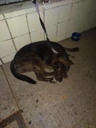 Found/Stray Male Dog last seen 7-11, Speedway Express gas station, Los Angeles, CA 90046