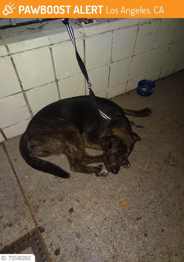 Found/Stray Male Dog last seen 7-11, Speedway Express gas station, Los Angeles, CA 90046