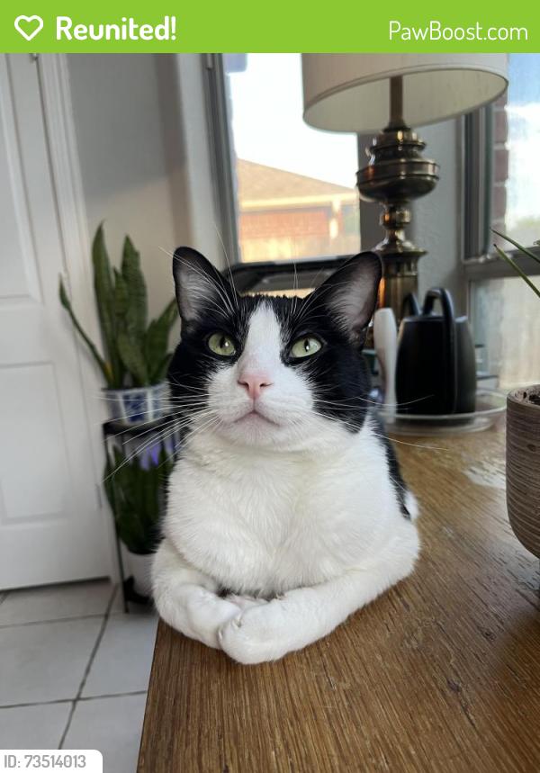 Reunited Male Cat last seen Near Ruby Drive, Pearland, TX 77581