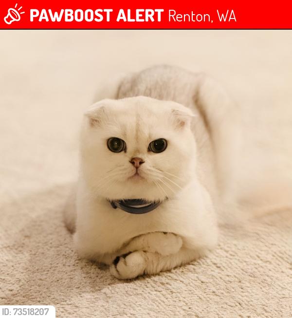 Lost Male Cat last seen Near lake Kathleen, Renton, WA 98059