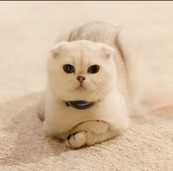 Lost Male Cat last seen Near lake Kathleen, Renton, WA 98059