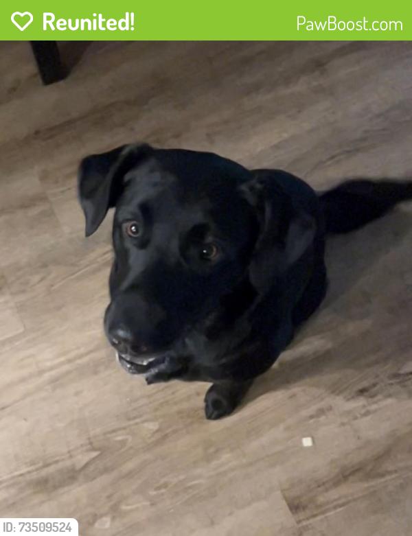 Reunited Male Dog last seen Pepper tree, Redding, CA 96003