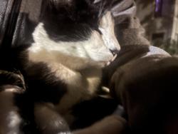Found/Stray Male Cat last seen Safeway, Oakland, CA 94618