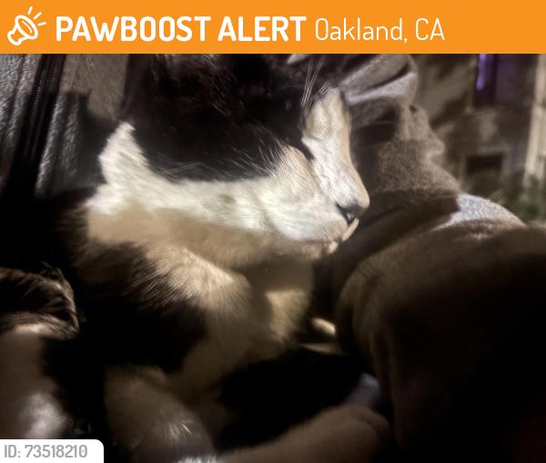 Found/Stray Male Cat last seen Safeway, Oakland, CA 94618