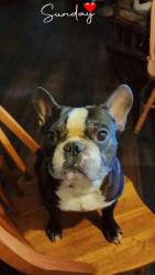 Lost Male Dog last seen Thrall St., Fort Worth, TX 76105