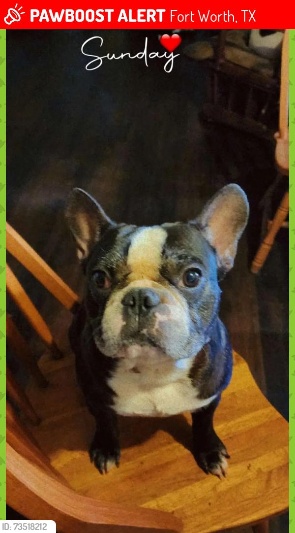 Lost Male Dog last seen Thrall St., Fort Worth, TX 76105