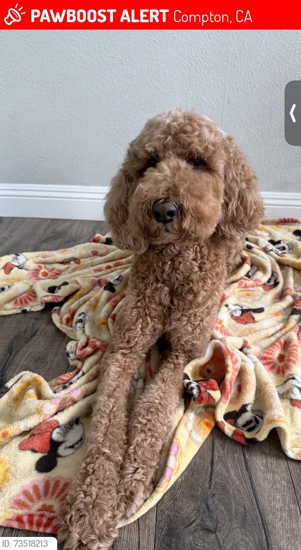 Lost Female Dog last seen Compton Ca, Compton, CA 90220
