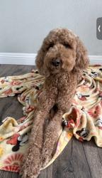 Lost Female Dog last seen Compton Ca, Compton, CA 90220