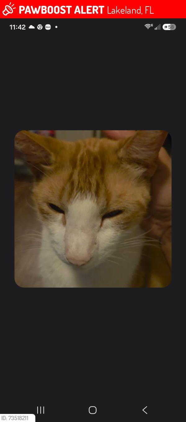 Lost Male Cat last seen N.florida ave and Lakeland hills, Lakeland, FL 33805