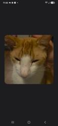 Lost Male Cat last seen N.florida ave and Lakeland hills, Lakeland, FL 33805