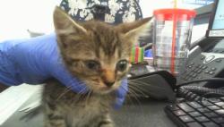Shelter Stray Female Cat last seen CHARLOTTE, 8315 Byrum Dr, Charlotte, NC 28217, USA