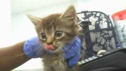 Shelter Stray Female Cat last seen CHARLOTTE, 8315 Byrum Dr, Charlotte, NC 28217, USA