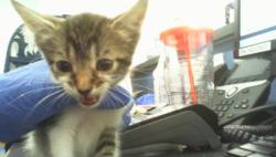 Shelter Stray Male Cat last seen CHARLOTTE, 8315 Byrum Dr, Charlotte, NC 28217, USA
