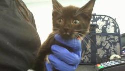 Shelter Stray Male Cat last seen CHARLOTTE, 8315 Byrum Dr, Charlotte, NC 28217, USA