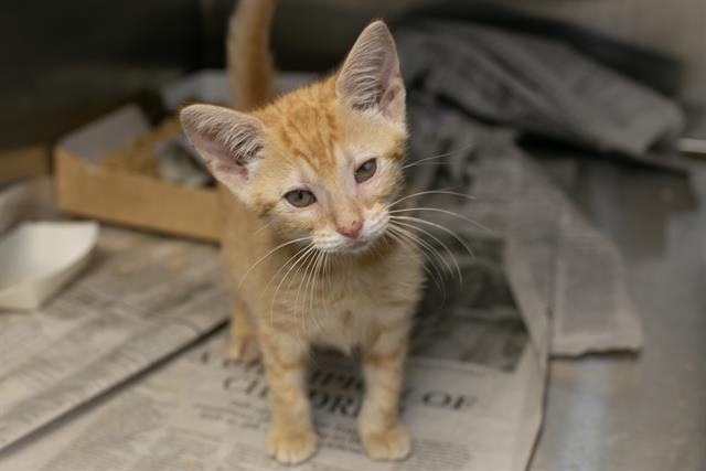 Shelter Stray Female Cat last seen CHARLOTTE, 8315 Byrum Dr, Charlotte, NC 28217, USA
