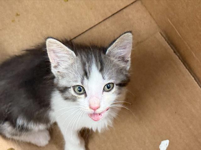 Shelter Stray Female Cat last seen CHARLOTTE, 8315 Byrum Dr, Charlotte, NC 28217, USA