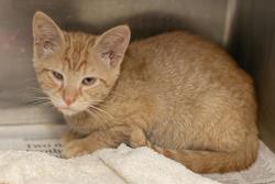 Shelter Stray Male Cat last seen CHARLOTTE, 8315 Byrum Dr, Charlotte, NC 28217, USA